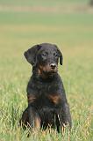 BEAUCERON - PUPPIES 402